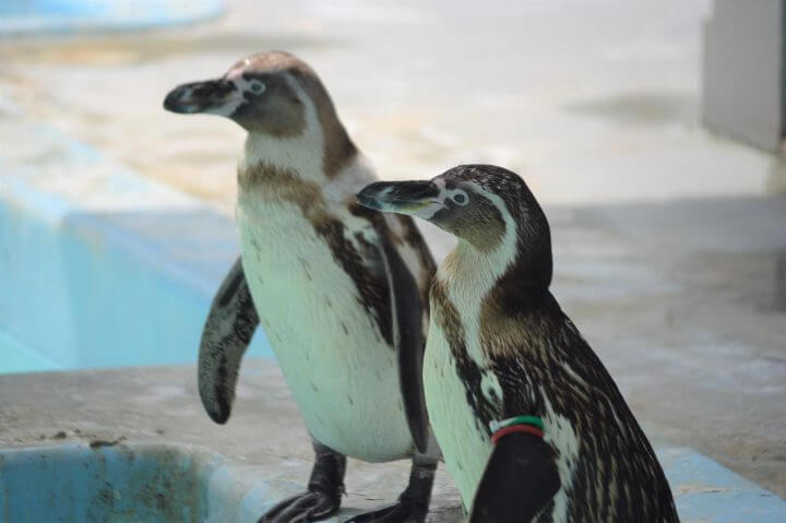 野毛山動物園5