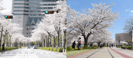 みなとみらいで桜を散策しよう！ <br>〜お花見スポット６選〜のスライド