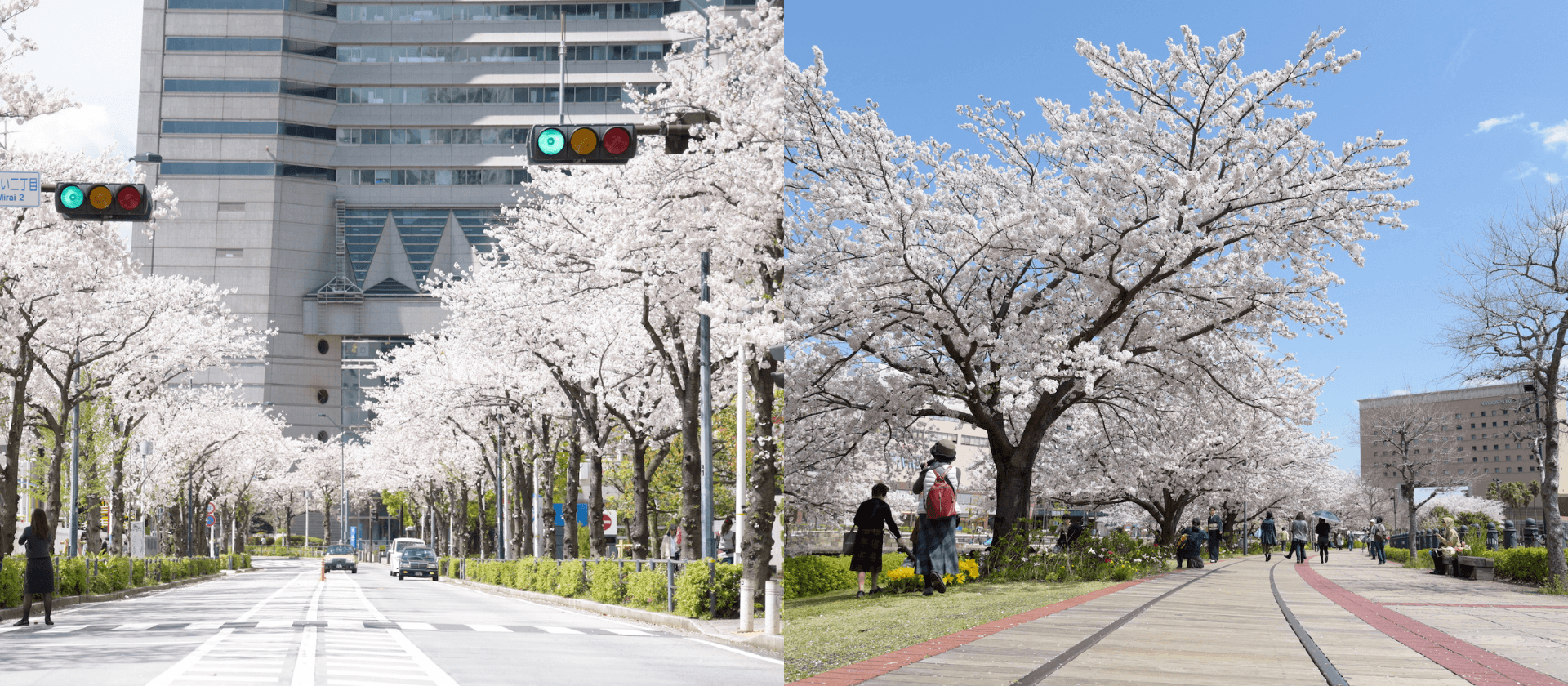 みなとみらいで桜を散策しよう！ <br>〜お花見スポット５選〜のスライド
