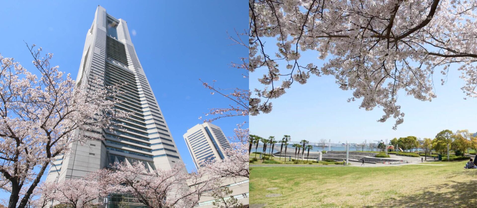 みなとみらいで桜を散策しよう！ <br>〜お花見スポット６選〜のスライド