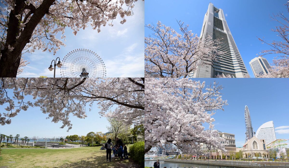 みなとみらいで桜を散策しよう！ <br>〜お花見スポット６選〜