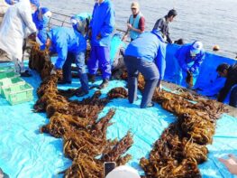 ワカメを育てて東京湾を美しく豊かな海に！　「夢ワカメ・ワークショップ」10/1(木)参加者募集開始の画像